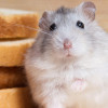 Awas Bahaya! Ini Jenis Makanan yang Tidak Boleh Dimakan Hamster Peliharaan