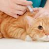 Mengenal Efek Samping Vaksin Kucing, Apakah Perlu Ditakuti Pemiliknya?