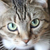 Kenali Jenis-Jenis Sakit Mata pada Kucing yang Umum Ditemui dan Cara Mengatasinya
