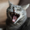 Aromanya Semakin Menyengat, Begini Cara Menghilangkan Bau Mulut pada Kucing dengan Ampuh