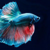 5 Fakta Menarik Tentang Ikan Cupang yang Mungkin Belum Kamu Ketahui