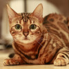 8 Jenis Ras Kucing Termahal di Dunia, Harganya Sampai Tembus Miliaran, Lho!