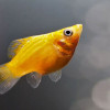 Rekomendasi 10 Jenis Ikan Molly yang Sedang Populer, Cocok untuk Aquascape-mu!