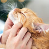 Ini Rahasia Dibalik Kenapa Kucing Mendengkur Beserta Penyebabnya