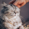 9 Cara Kucing Mengenali Tuannya Yang Jarang Kamu Sadari