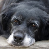 Gastritis Pada Anjing: Gejala, Penyebab, dan Cara Mengobatinya