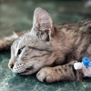Kucing Sakit Ginjal? Ini Penyebab, Gejala, dan Cara Mengobatinya!