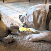 Anjing Muntah Kuning? Ketahui Penyebab dan Cara Mengobatinya