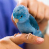 Penyakit pada Burung: Jenis Penyakit Hingga Cara Mengobatinya