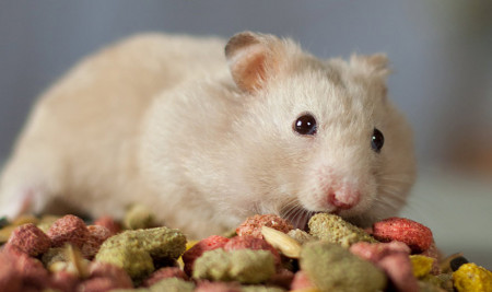 Rahasia Makanan Hamster yang Baik dan Bernutrisi, Gak Kalah dari Pabrikan!