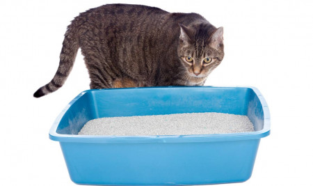 Jangan Sembarang Tempat, Ini 8 Tempat Menaruh Litter Box Kucing yang Benar