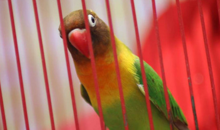 Langganan Jawara! Ini Rahasia Cara Melatih Burung Lovebird Agar Ngekek Panjang