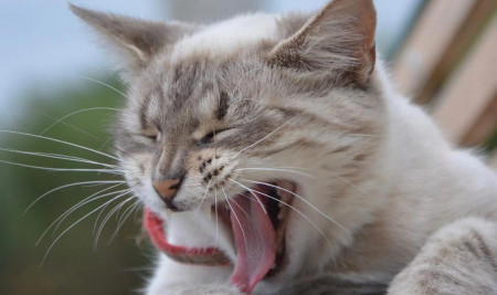 Kenapa Kucing Muntah Darah? Ini Penyebab, Ciri-Ciri, dan Cara Mengobatinya!
