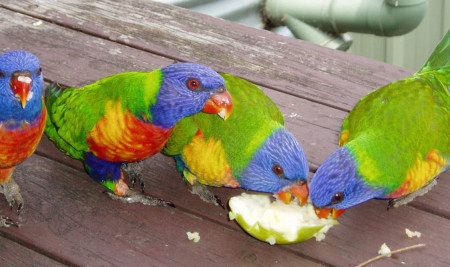 Pilihan Makanan Burung Nuri Berkualitas Agar Sehat dan Cepat Bicara