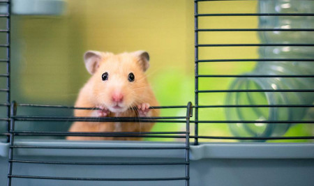 4 Jenis Kandang Hamster Terbaik dan Cara Memilihnya