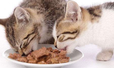 8 Cara Menyimpan Makanan Basah Kucing Supaya Tahan Lama