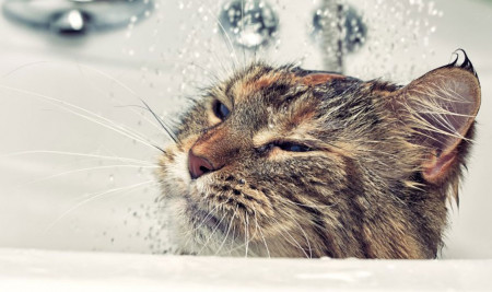 Jenis Shampo Manusia yang Cocok Untuk Kucing & Cara Menggunakannya