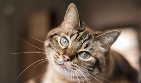 Pyometra Pada Kucing: Penyebab, Gejala dan Cara Mengobatinya