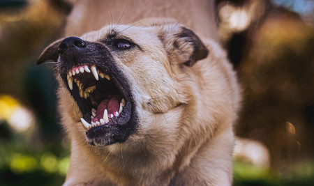 Wajib Tahu, Inilah 7 Penyebab Anjing Galak Yang Jarang Diperhatikan