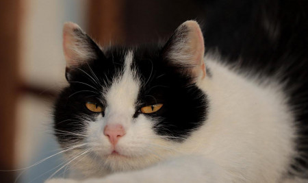 Kucing Ngambek: Ciri-ciri, Penyebab, dan Cara Mengatasinya