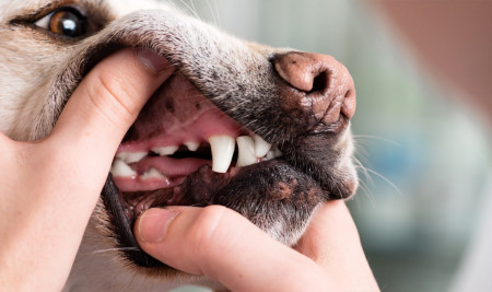 6 Jenis Penyakit Mulut pada Anjing yang Perlu Kamu Ketahui