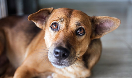 Penyakit Ginjal pada Anjing: Ciri-ciri, Penyebab, dan Cara Mengobatinya