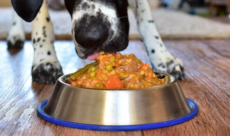 6 Cara Membuat Makanan Anjing Sendiri, Murah dan Praktis!