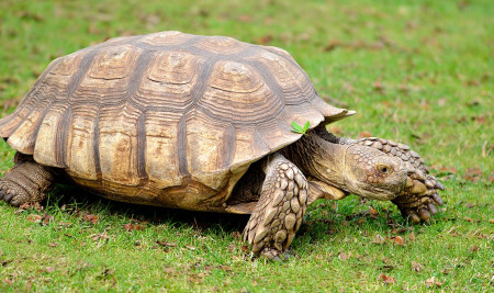 Kura-kura Sulcata: Karakteristik, Usia, dan Cara Perawatannya