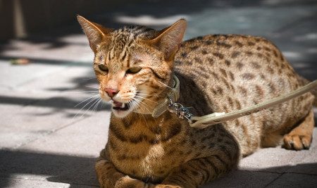 Mengenal Ciri-ciri Kucing Ashera Beserta Habitat, Jenis, dan Harganya