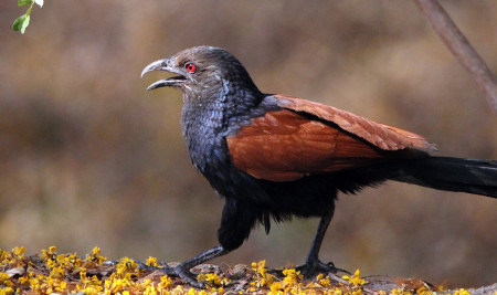 Burung Bubut: Keindahan dan Pesona dari Alam Indonesia