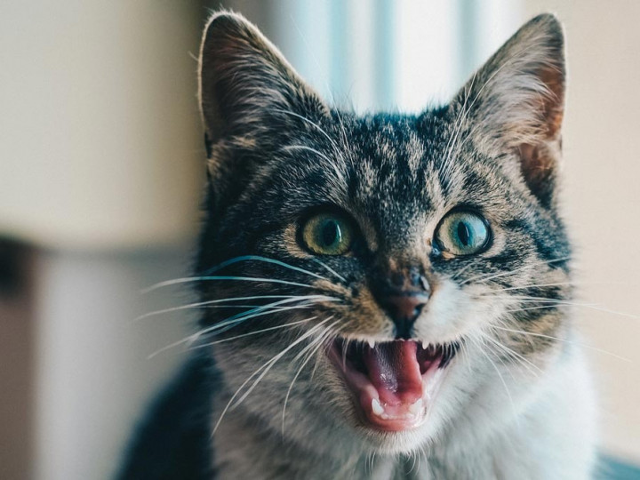 Kenapa kucing mengeluarkan air liur yang bau
