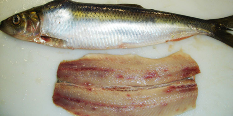 Penyebab Ikan Jamuran