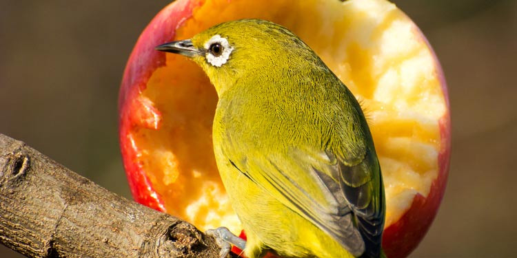 8 Makanan Burung Pleci Terbaik, Cepat Gacor dan Ngeplong | PintarPet