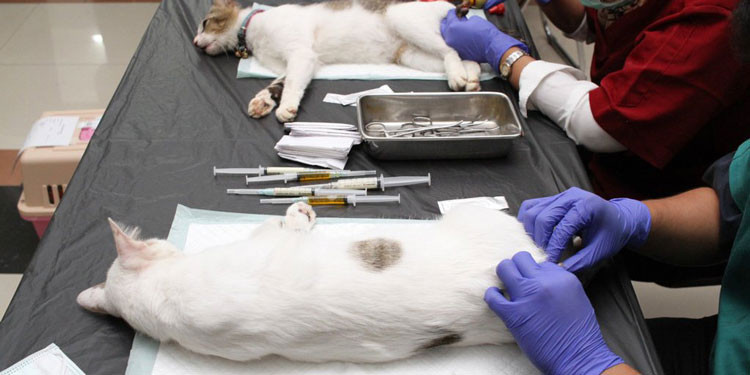Ini Cara, Manfaat, dan Biaya Steril Kucing Paling Lengkap! | PintarPet