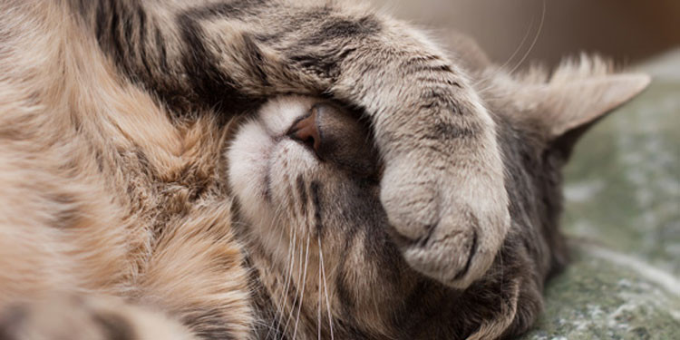 Alasan Kenapa Kucing Tidur Seharian