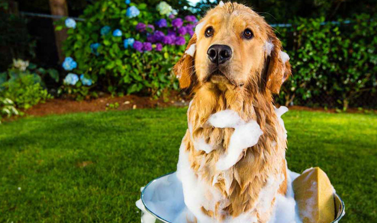 Jangan Khawatir, 10 Cara Menghilangkan Bau Anjing ini Sangat Ampuh