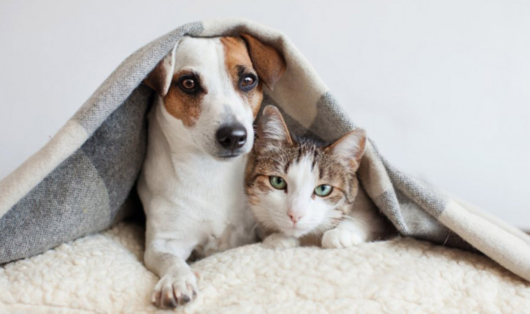 Akur Banget, Ini 6 Bukti Bahwa Anjing dan Kucing Bisa Hidup Berdampingan
