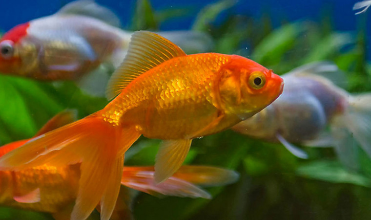 13 Jenis Ikan Hias Air Tawar yang Bisa Dicampur dan Mudah Dipelihara di Akuarium