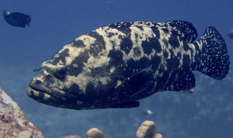 Daftar Jenis Ikan Kerapu Laut Paling Terkenal di Indonesia, Pada Mau Makan?