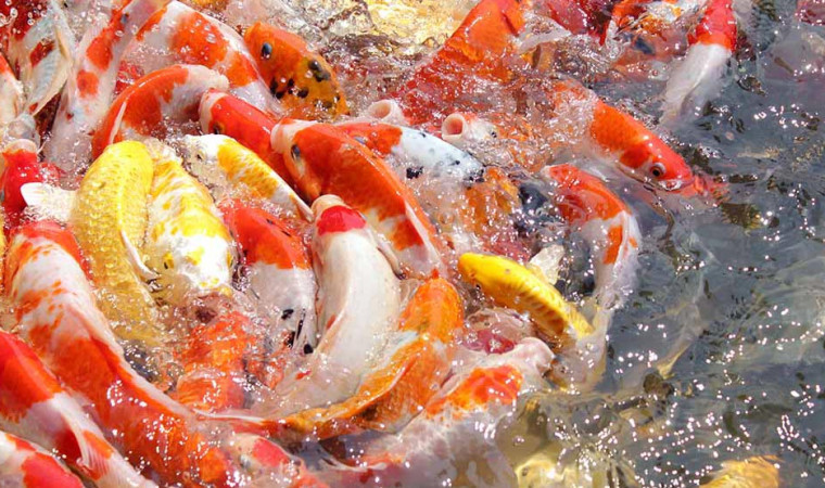 Mau Budidaya atau Hiasan, Ini Dia 13 Cara Merawat Ikan Koi