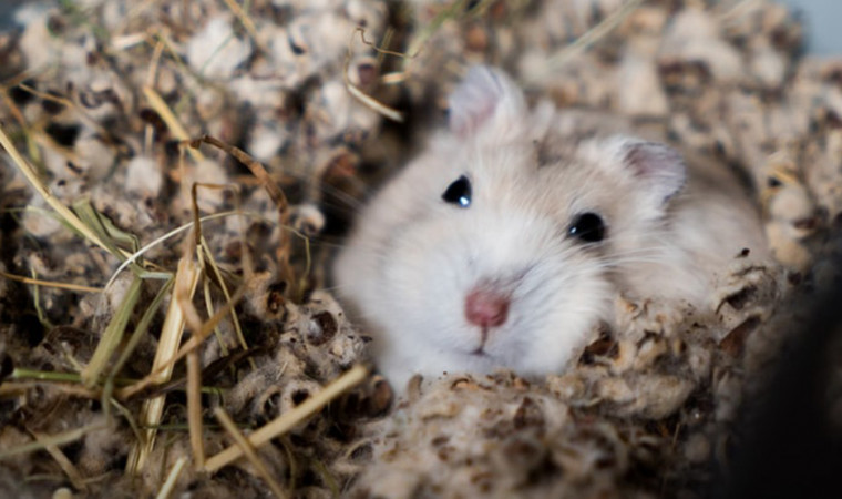 Perhatikan! Ini Ciri-Ciri Fisik Hamster Sedang Hamil dan Akan Melahirkan Anaknya