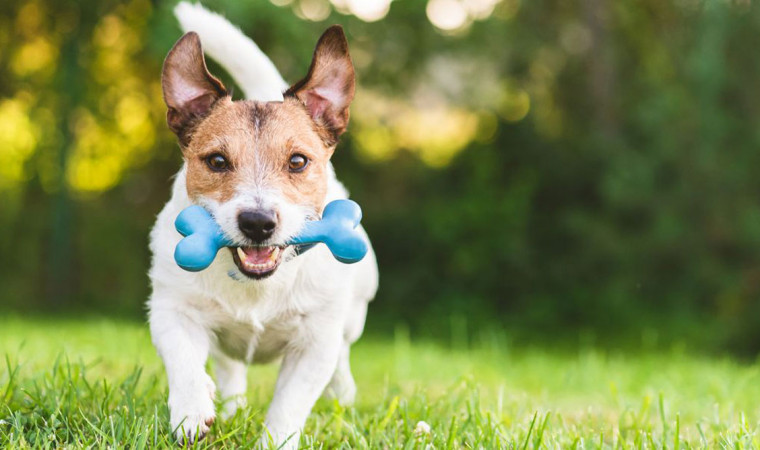Pilihan Mainan Terbaik untuk Anjing Peliharaan & Tips Memilihnya