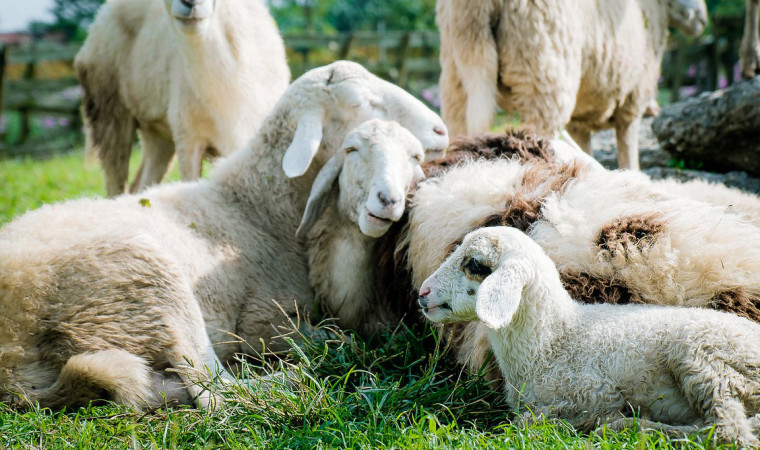 Panduan Cara Ternak Domba Bagi Pemula dan Keuntungannya