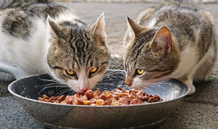 Lagi Cari Makanan Kucing yang Bagus dan Murah? Ini 4 Rekomendasi Terbaiknya!